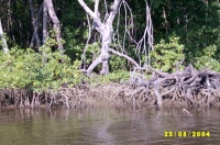 porto seguro excursies coroa alta SV400082.jpg