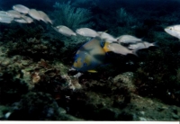 duiken in porto seguro ColourFish1.jpg